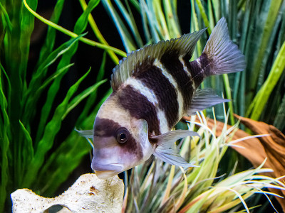 Frontosa cichlid