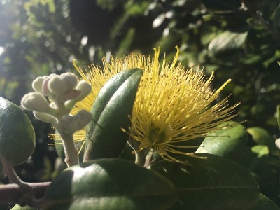 考艾岛里休的荷亚乐花树开着黄花。夏威夷。