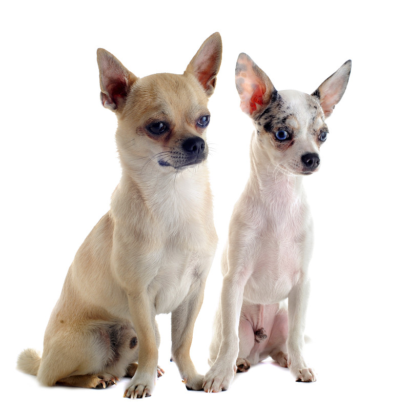吉娃娃犬