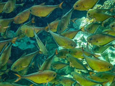 红海中的Dusky Sweepers (Pempheris adusta)