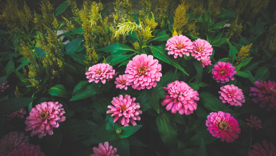美丽的花朵集合