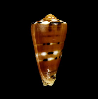 黑色背景下的Conus Barthelemyi海贝
