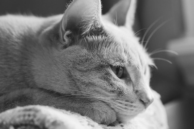 猫放松