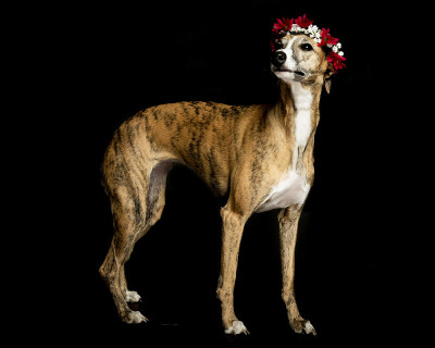 狗