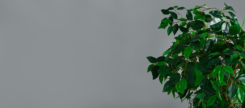 植物生活方式概念