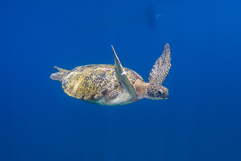 浅海中的绿海龟