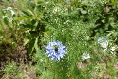6月大马士革黑草叶子上的蓝色花朵