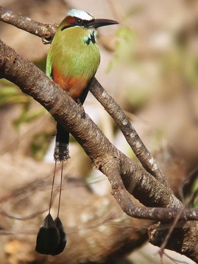 垂直的一个绿松石眉的Motmot, umomota superciliosa