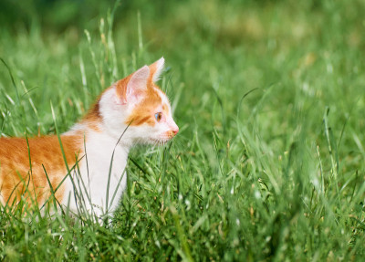 草丛里的小猫。