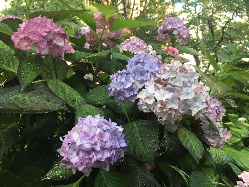 绣球花在夏天的雨天在曼哈顿，纽约，纽约。