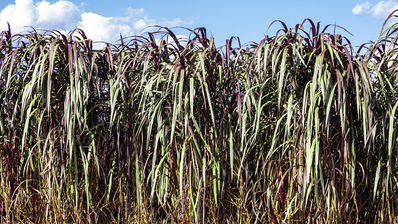 Pennisetum purpureum(更新名称:Cenchrus purpureus Schum