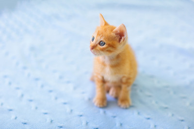 宝宝的猫。小黄猫在家里玩。