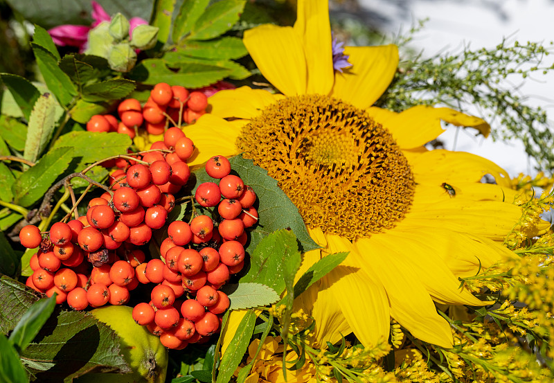由鲜花、香草和水果组成的花束是夏季的象征