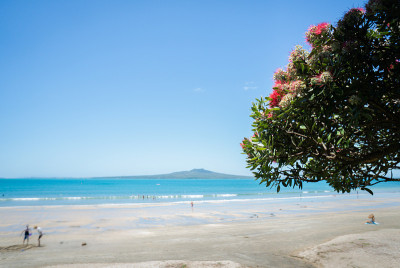 Takapuna海滩上盛开的Pohutukawa树，也被称为新西兰圣诞树，远处的Rangitoto岛