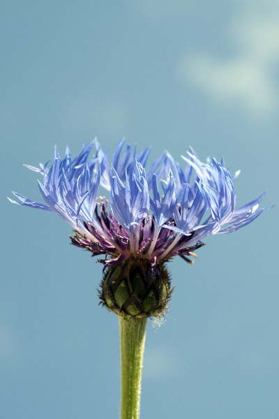 矢车菊属;蒙大拿