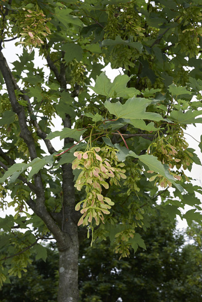 Acer platanoides