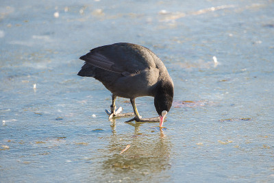 欧亚Coot, Fulica atra