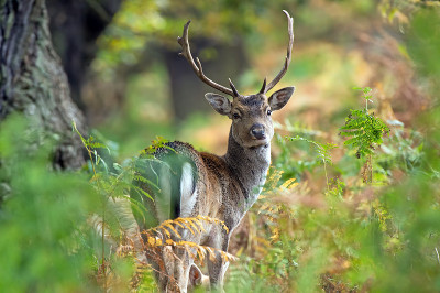 鹿Fallow dama