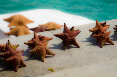 海星