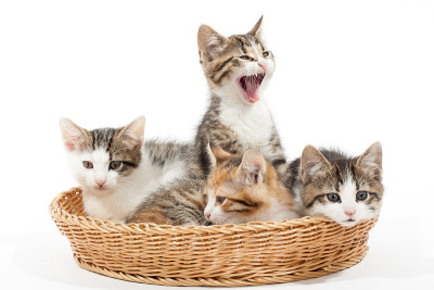 篮子里的一群小猫
