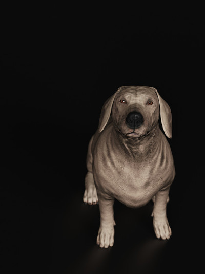 Dachshund狗抬头，而坐在俯视图3d渲染
