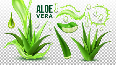 药多汁芦荟元素集向量