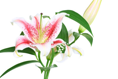 百合