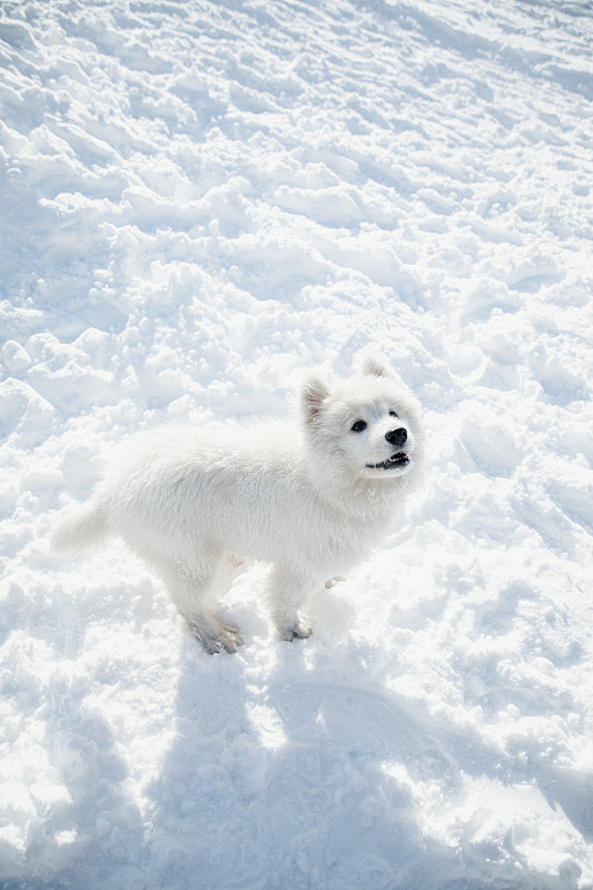 小狗萨摩耶狗在雪中玩耍