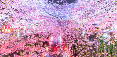 美丽的樱花夜光或樱花盛开的季节，日本东京的目黑河