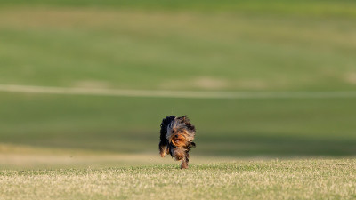 约克郡犬。