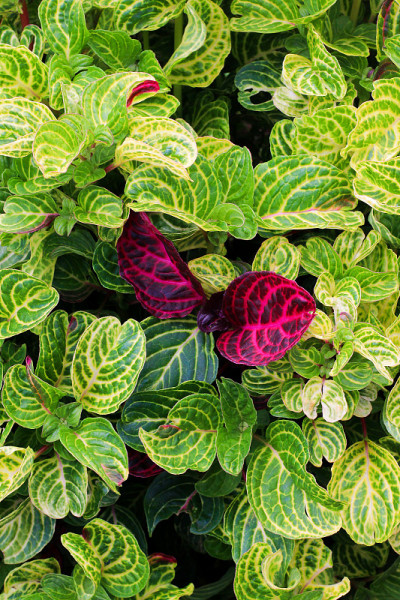 秋天是bloodleaf
