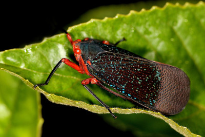 灯笼蝇，Kalidasa lanata，阿古比，卡纳塔克邦，印度