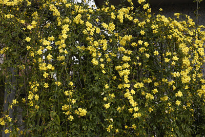 Jasminum mesnyi