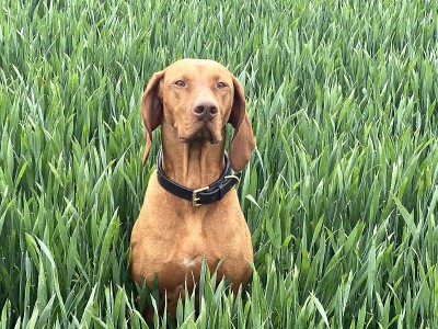 匈牙利Vizsla工作犬