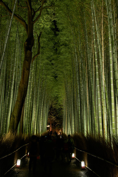竹林夜景