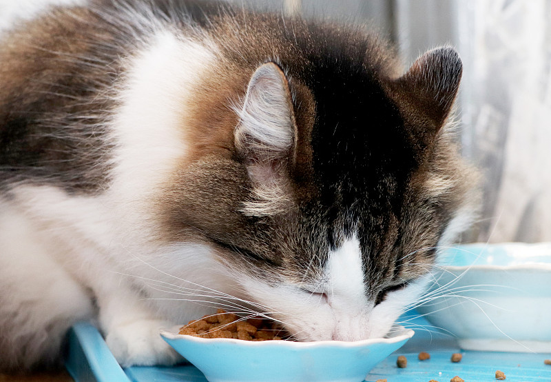 挪威森林猫吃干粮。纯种宠物午餐