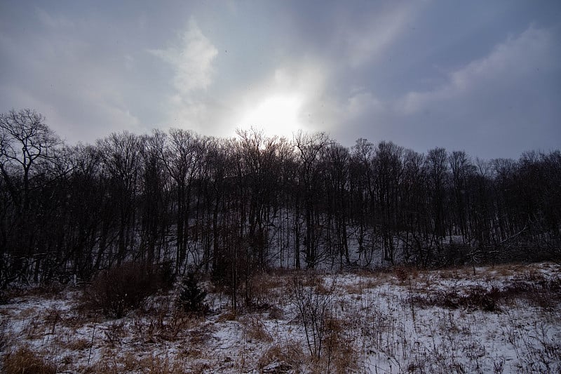 在安大略汉密尔顿的一个下雪天，太阳从树后探出头来