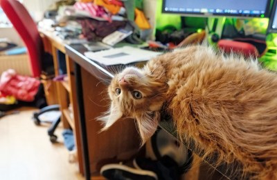 红黑猫