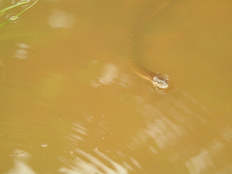 水蛇吃蛙