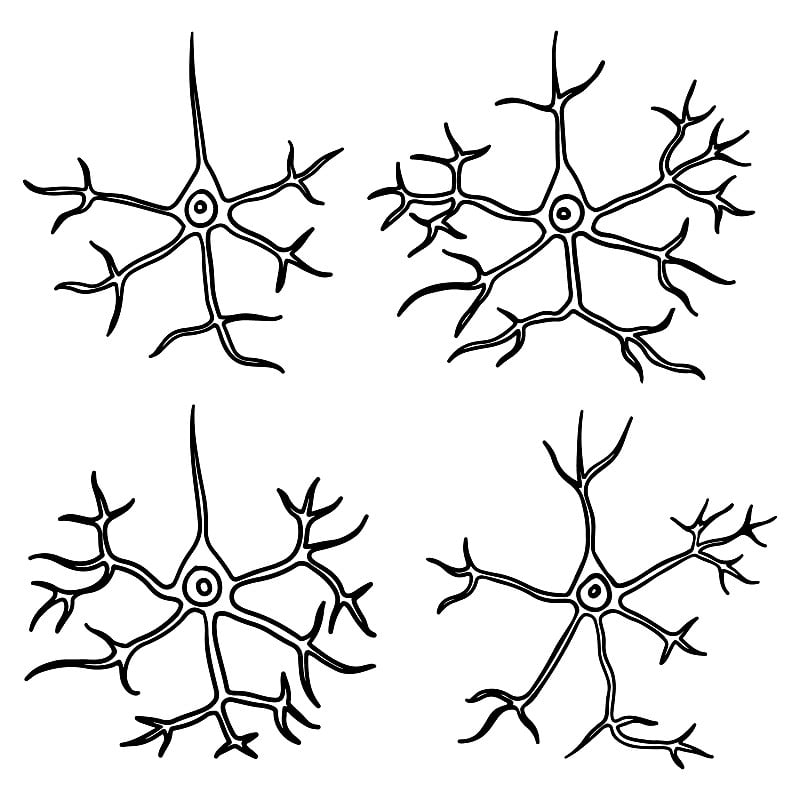 手绘的神经元