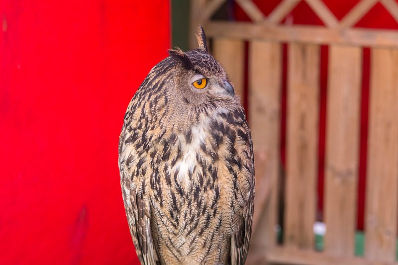 欧亚鹰鸮(Bubo Bubo)