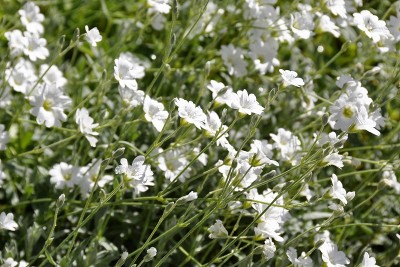 香芹