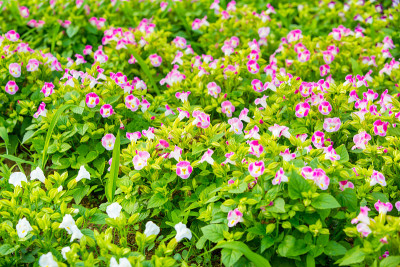 花的花坛