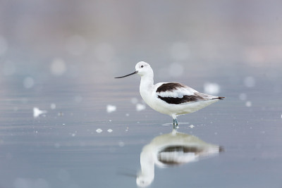 美国Avocet。