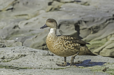 巴塔哥尼亚冠鸭(Lophonetta specularioides)，也被称为南部冠鸭，或福克兰群岛