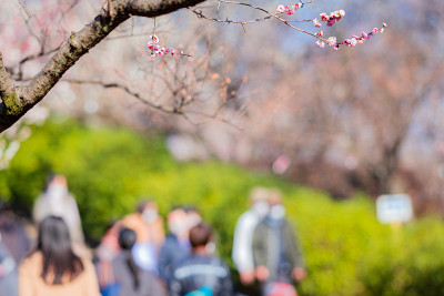 春天花园公园里粉红色的梅花盛开