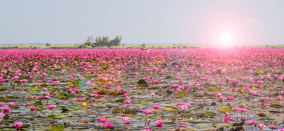 红莲花海