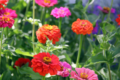 阳光明媚的花园里盛开着五颜六色的百日菊