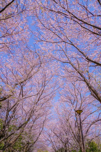 樱花盛开的本目峰公园(横滨)