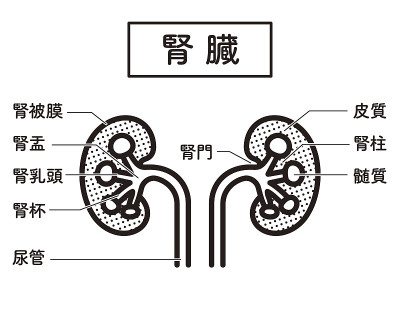 肾脏结构说明